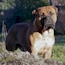 Laszlo - 12 Months