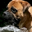 Laszlo - 14 Months