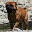 Laszlo - 14 Months