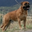 Laszlo - 17 Months
