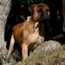 Laszlo - 22 Months