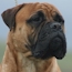 Laszlo - 24 Months