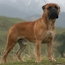 Laszlo - 24 Months