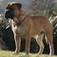 Laszlo - 24 Months