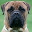Laszlo - 24 Months