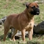 Laszlo - 24 Months