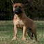 Laszlo - 14 Months