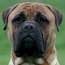 Laszlo - 17 Months