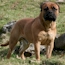 Laszlo - 17 Months
