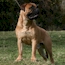 Laszlo - 17 Months