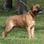 Laszlo - 22 Months