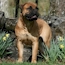 Laszlo - 24 Months
