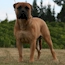 Laszlo - 24 Months