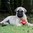 Marshall - 07.5 Weeks