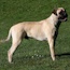 Marshall - 10 Months