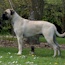 Marshall - 11.5 Months