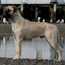 Marshall - 11.5 Months
