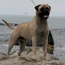 Marshall - 15 Months