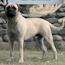 Marshall - 15 Months