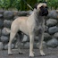 Marshall - 15 Months