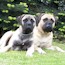 P - 08 Weeks
