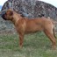P - 11 Weeks
