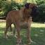 P - 22.5 Months