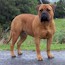 P - 30 Months