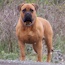 P - 24 Months