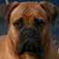 Bullmighty Hajaana (Imp. Aust.) CGC