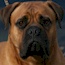 Bullmighty Hajaana (Imp. Aust.) CGC