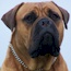 Bullmighty Hajaana (Imp. Aust.) CGC