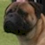Aust. CH Bullvalour Jack's Pryde