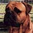 Aust. CH Bultusker Guardiano