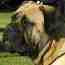 Aust. CH Gameguard Jubilee