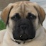 Quinn - 10 Weeks