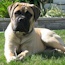Quinn - 04.5 Months