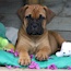 Rose - 07.5 Weeks