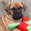 Rose - 07.5 Weeks