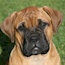 Rose - 10 Weeks