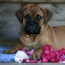Rose - 12 Weeks