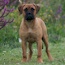 Rose - 18 Weeks