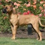 Rose - 06 Months