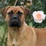 Rose - 06 Months