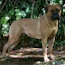 Rose - 10.5 Months