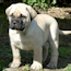 Teddy - 05 Weeks