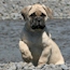 Teddy - 12 Weeks