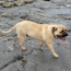 Teddy - 11 Months