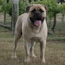 Teddy - 11 Months