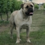 Teddy - 11 Months